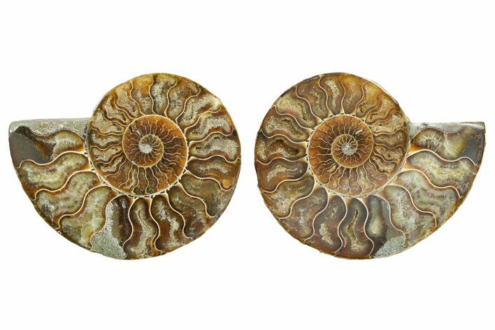 Cut & Polished Ammonite Fossil - Madagascar #364796